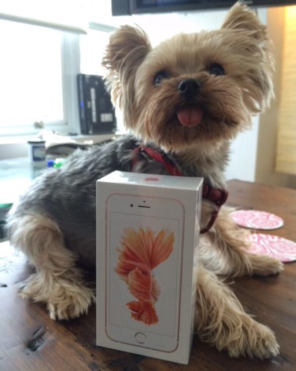 玫瑰金版 iPhone 6S